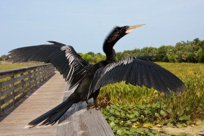 Anhinga