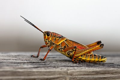 southern lubber grasshopper