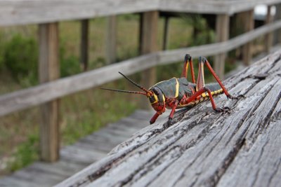 southern lubber grasshopper