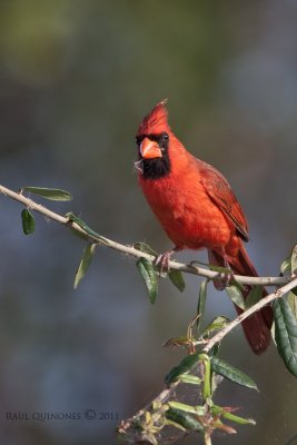 Northern Cardinal