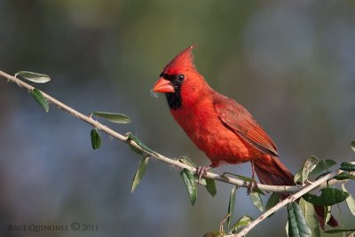 Northern Cardinal