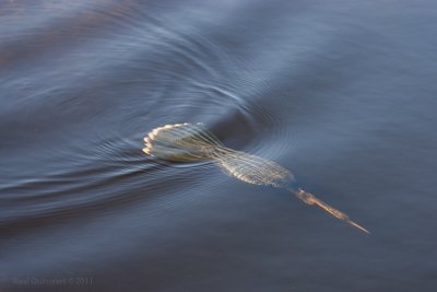 Anhinga flying under water
