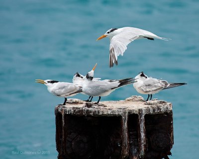 Royal Tern