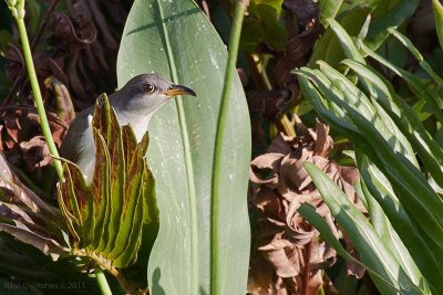 Yellow-billed Cuckoo