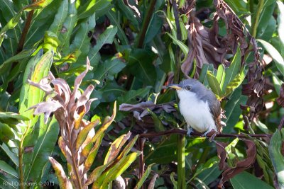 Yellow-billed Cuckoo