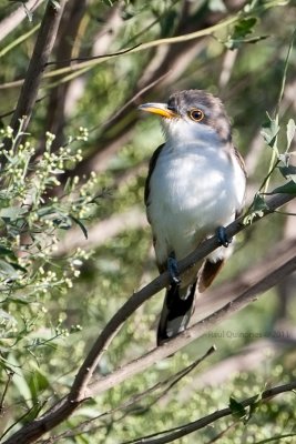Yellow-billed Cuckoo
