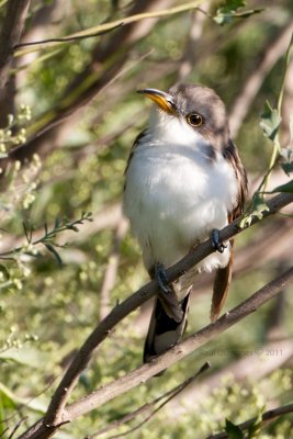 Yellow-billed Cuckoo