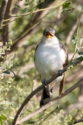 Yellow-billed Cuckoo