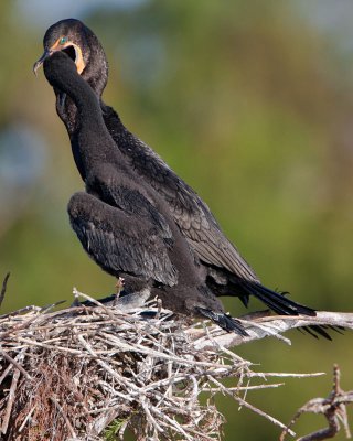 Double-crested Cormorant