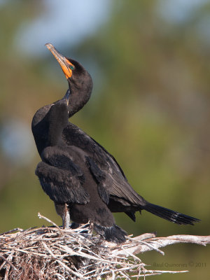 Double-crested Cormorant