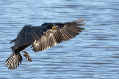 Double-crested Cormorant