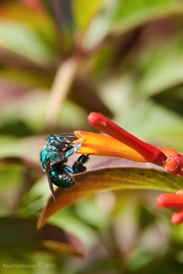 Orchid Bee