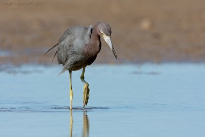 Little Blue Heron