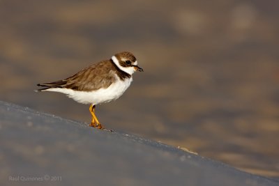  Semipalmated Plover
