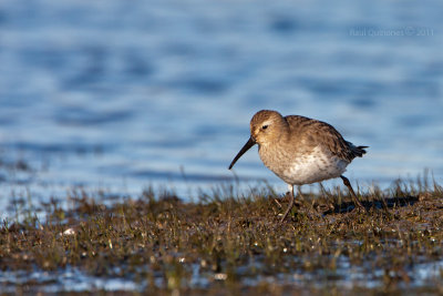 Dunlin