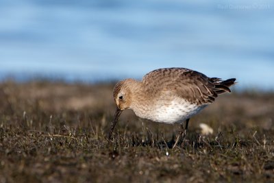 Dunlin