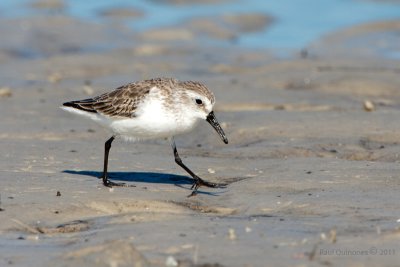 Western Sandpiper