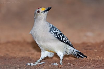 Golden-fronted Woodpecker