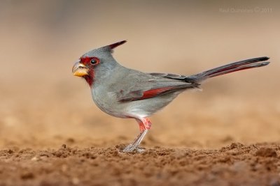 Pyrrhuloxia