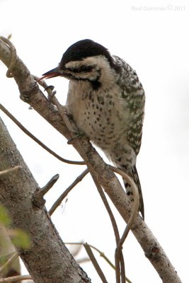 Ladder-backed Woodpecker