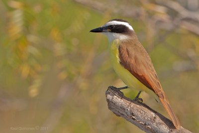 Great Kiskadee