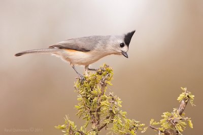 Black-crested Titmouse