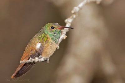 Buff-bellied Hummingbird