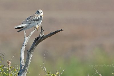 White-tailed Kite