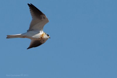 White-tailed Kite