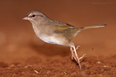 Olive Sparrow