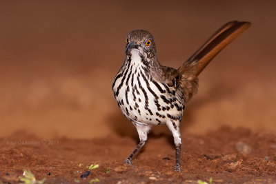 Long-billed Thrasher