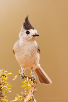 Black-crested Titmouse