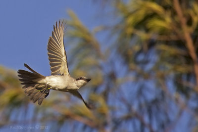 Gray Kingbird (Pitirre)