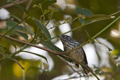 Elfin-woods Warbler  (Reinita de Bosque Enano) [ENDEMIC]