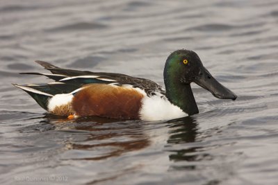 Northern Shoveler