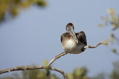 Brown Pelican