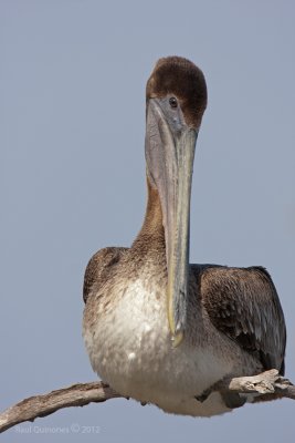 Brown Pelican