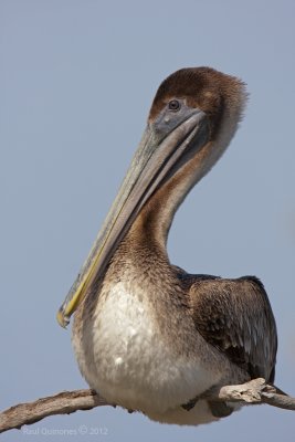 Brown Pelican