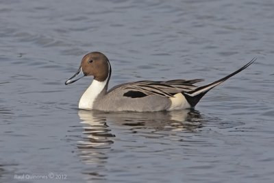 Northern Pintail