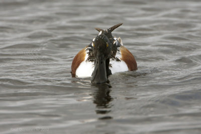 Northern Shoveler