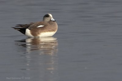 American Wigeon