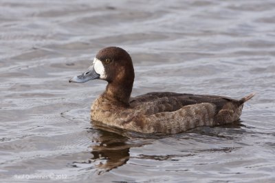 Lesser Scaup