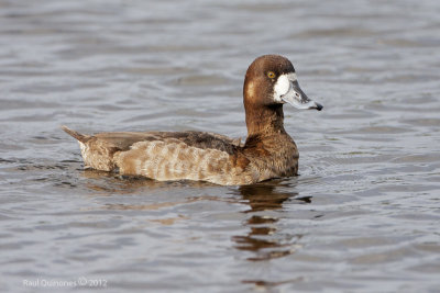 Lesser Scaup