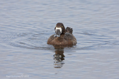 Lesser Scaup