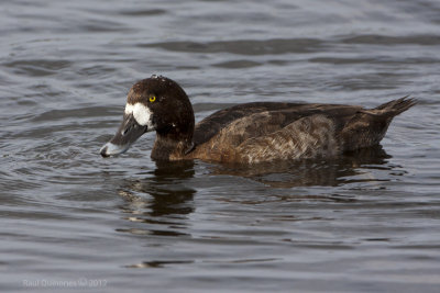 Lesser Scaup