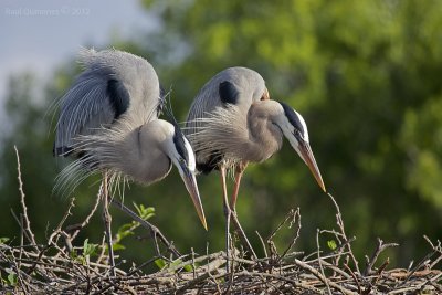 Great Blue Heron