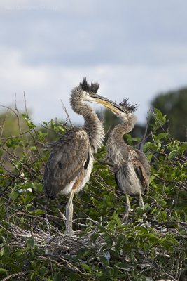 Great Blue Heron