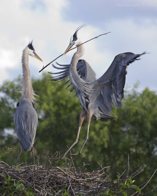 Great Blue Heron