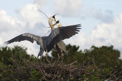 Great Blue Heron