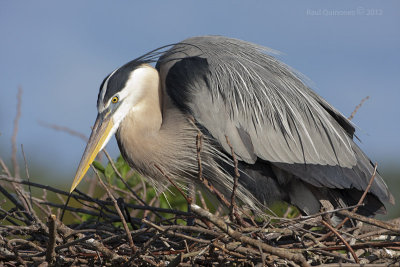 Great Blue Heron